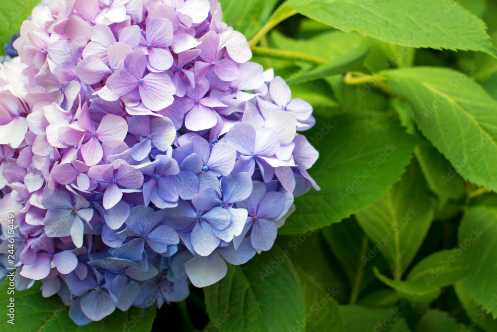 Beautiful purple hydrangea or hortensia flower close up. Artistic natural background. flower in bloom in spring Beautiful purple hydrangea or hortensia flower close up. Artistic natural background. flower in bloom in spring