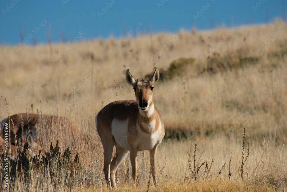 Young Antelope, pronghorn, art for a young person's wall Young Antelope, pronghorn, art for a young person's wall