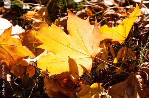 Einzelnes Blatt im Herbst  von Sonne durchleuchtet