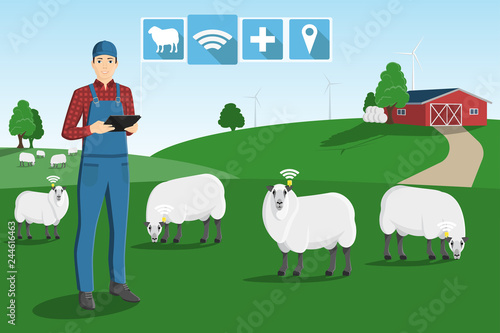 A farmer with a computer tablet is grazing a herd of sheep on a smart farm. 
