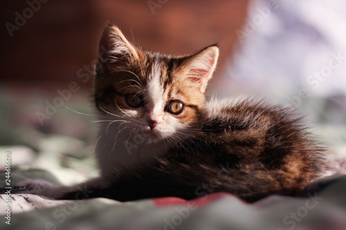 Closeup of a cute bicolor white tabby plush home little scottish straight kitten with yellow eyes.