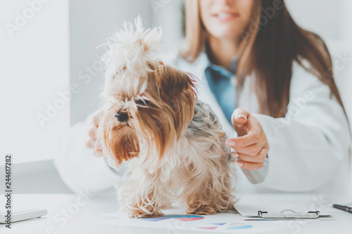 Veterinarian doctor and a york terrier at vet clinic. photo