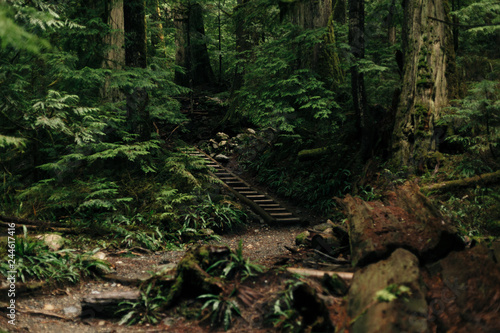 Fototapeta Naklejka Na Ścianę i Meble -  Stairs in the Forest