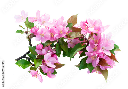 Spring tree flowers