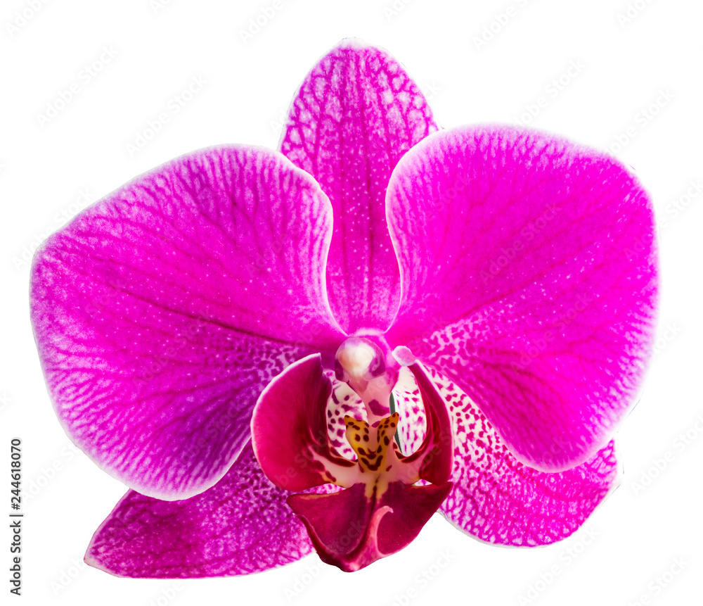 Fototapeta premium pink Phalaenopsis or Moth dendrobium Orchid isolated on white background