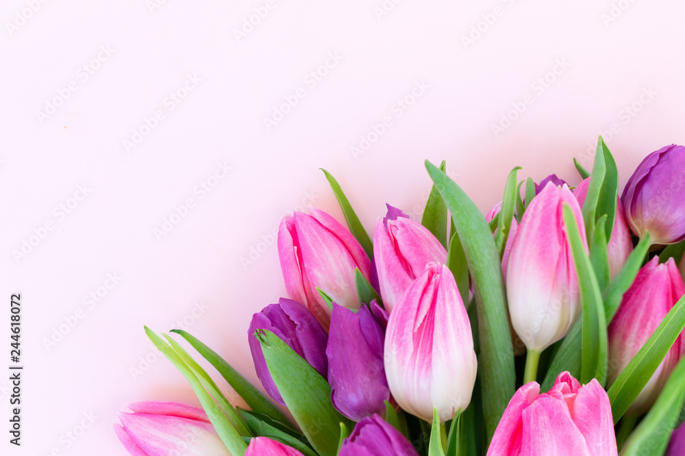 Pink fresh tulips