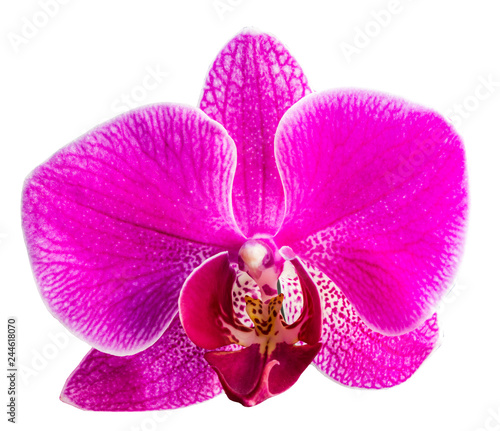 pink Phalaenopsis or Moth dendrobium Orchid isolated on white background