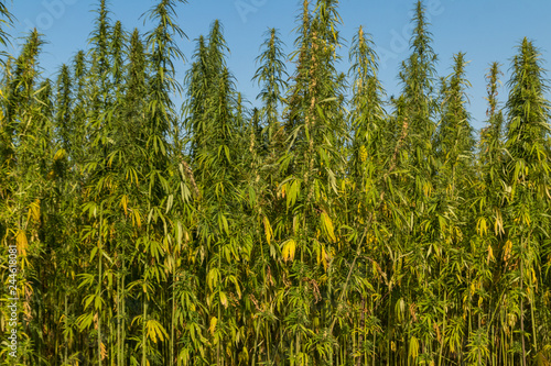 Field of green cannabis (marijuana) plants