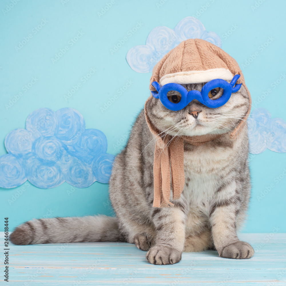 Very funny cat pilot of an airplane with glasses and a pilot's hat, against  a background of clouds. A concept of funny and funny animals Stock Photo |  Adobe Stock