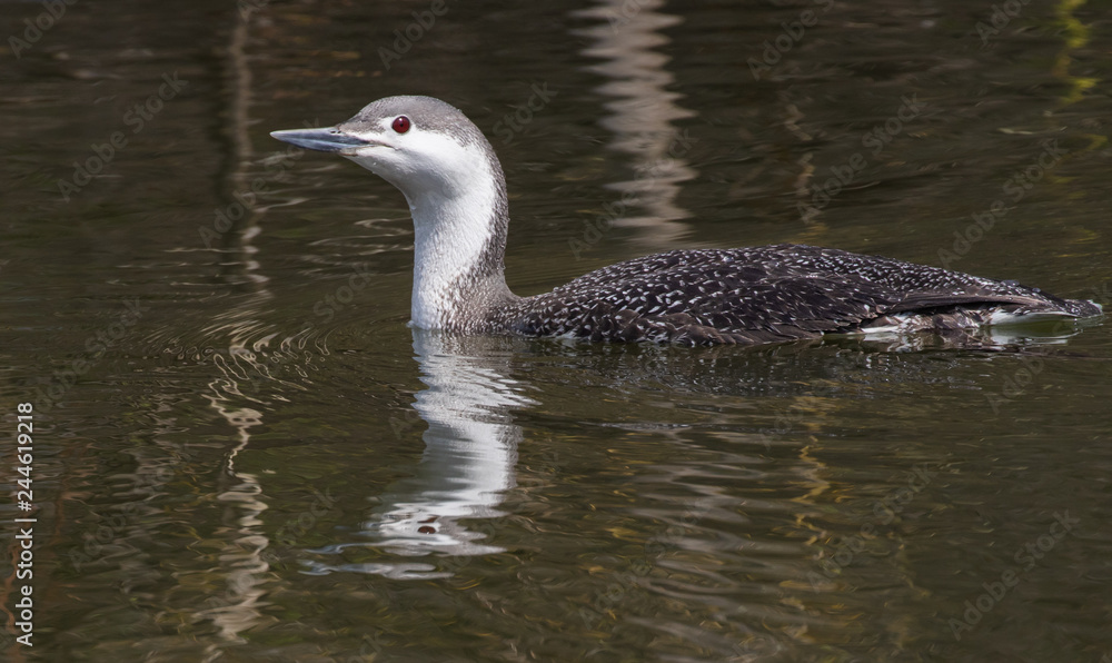 red-throated loon floats on pond reflections red-throated loon floats on pond reflections