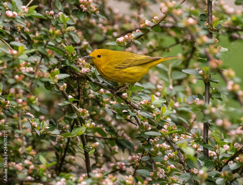 yellow warbler perches on spring blossoms