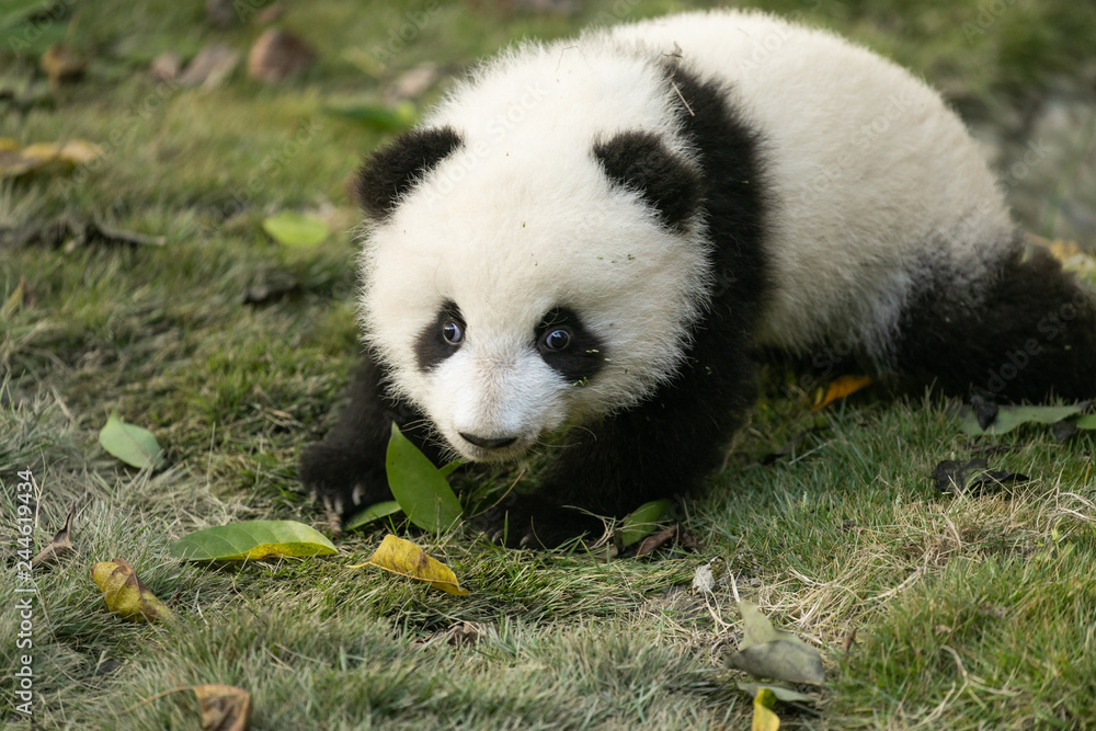 Obraz premium baby panda crawls on grass