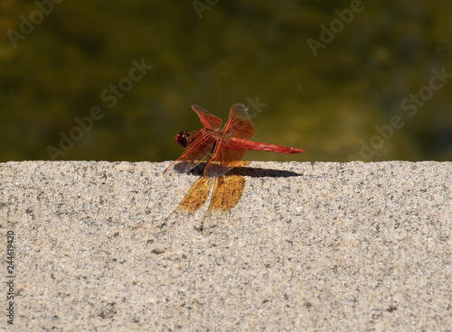 Flame skimmer dragonfly resting
