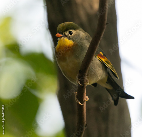 red-billed leiothrix perched on branch