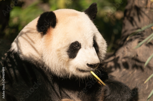 Giant panda in profile eating bamboo shoot