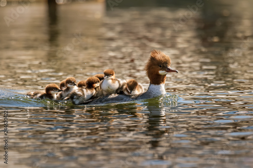 mother merganser with cute babies on her back photo