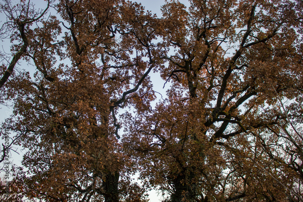 View of branches of trees with brown leaves in autumn.