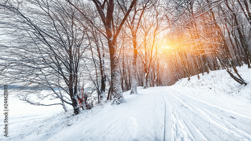 Silence on a winter road in the forest