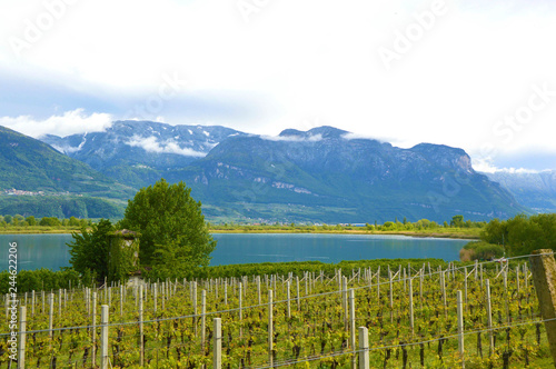 Lake Caldaro Vineyard, Kalterer see. Grape plantation near Caldaro Lake in Bolzano, South Tyrol, Italy.