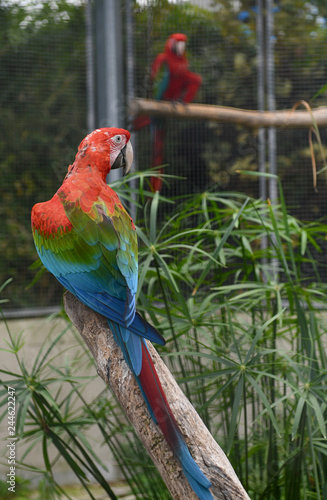 Scarlet macaw. Ara macao parrot