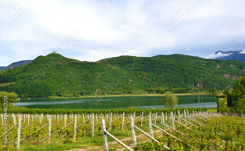 Lake Caldaro Vineyard  Kalterer see. Grape plantation near Caldaro Lake in Bolzano  South Tyrol  Italy.