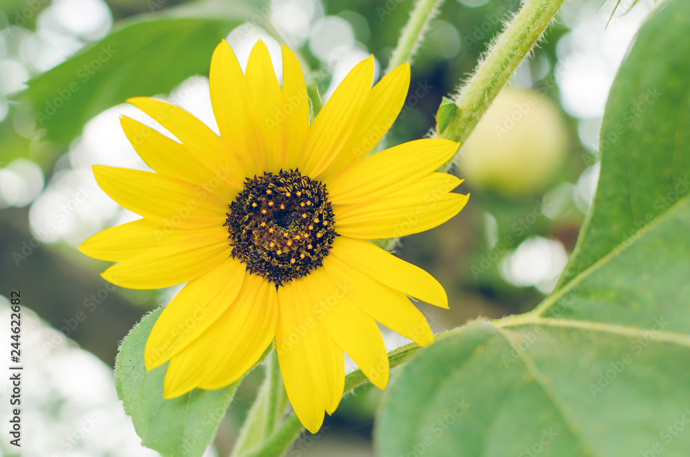 Bright yellow flower of a sunflower in the garden Bright yellow flower of a sunflower in the garden