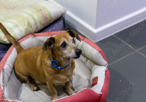 Happy Senior Dog after being adopted