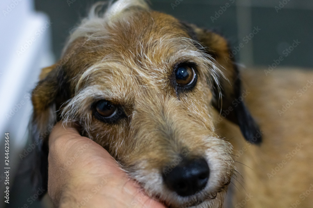 abandoned dog receiving affection after being rescued abandoned dog receiving affection after being rescued