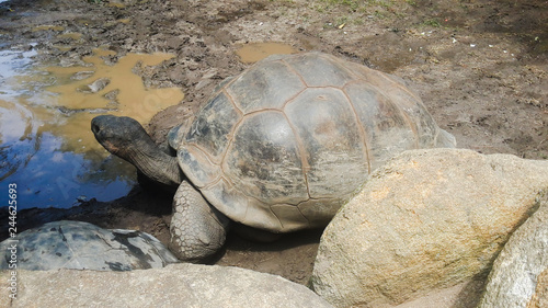 old 70 year old tortoise in a wild life sanctuary