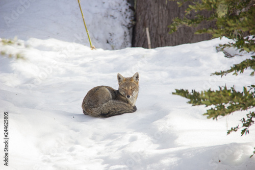 fox in snow