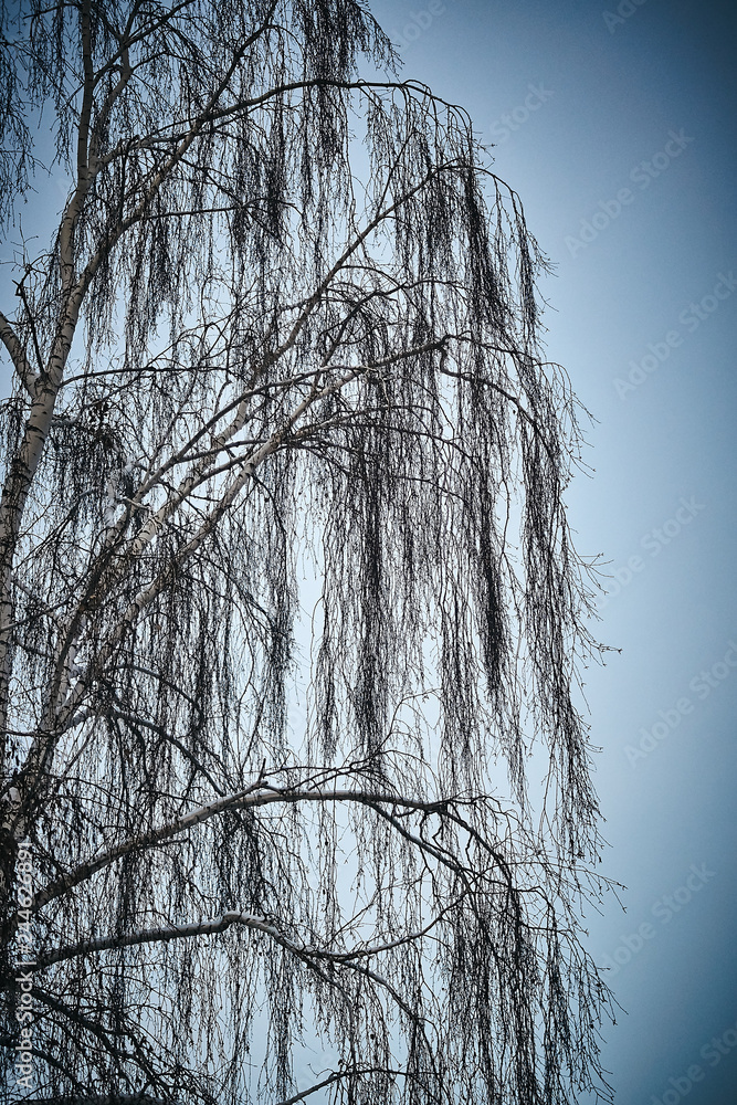 Obraz premium tree in fog