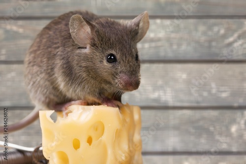 Gray mouse animal  and cheese on  background