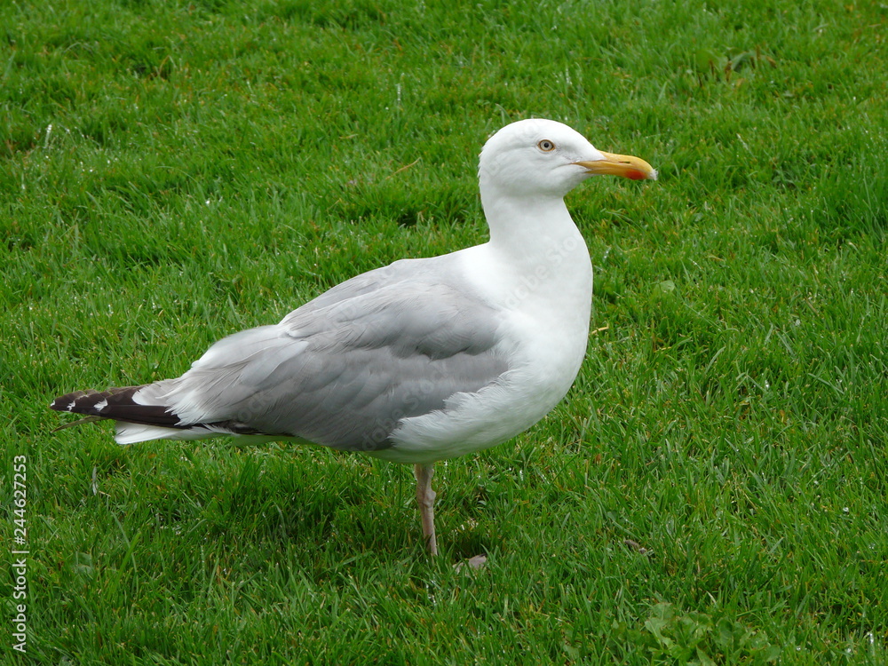 Goéland Goéland