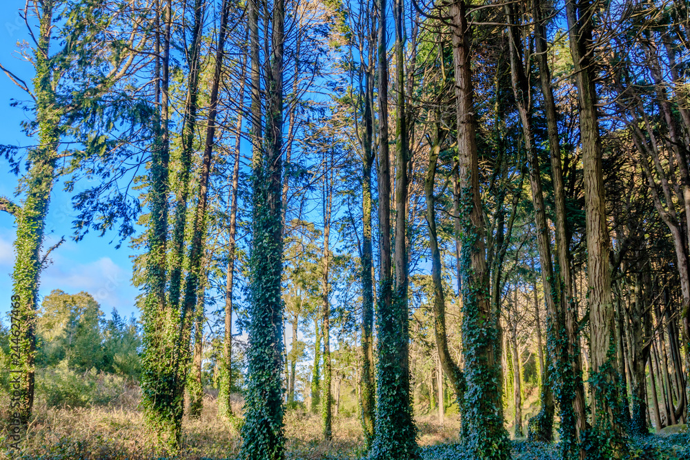 Vista da Serra de Sintra em Portugal