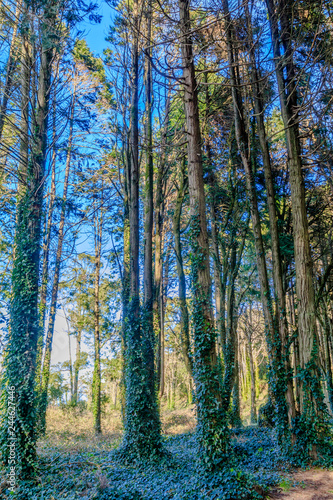 Vista da Serra de Sintra em Portugal