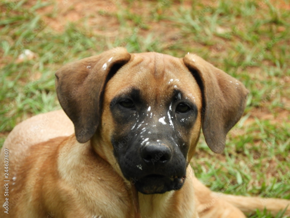 Fototapeta premium Dog Mel 2