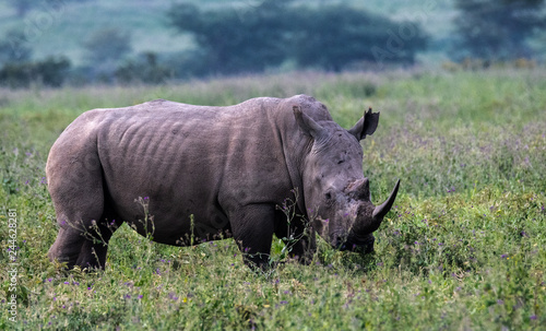 Black Rhino in a field