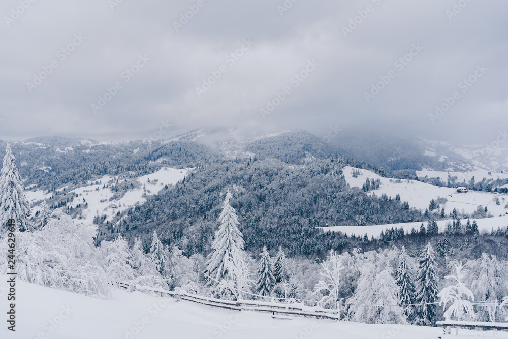 Scenic winter landscape in mountains with pine tree forest covered with snow. Foggy day in Carpathian mountains