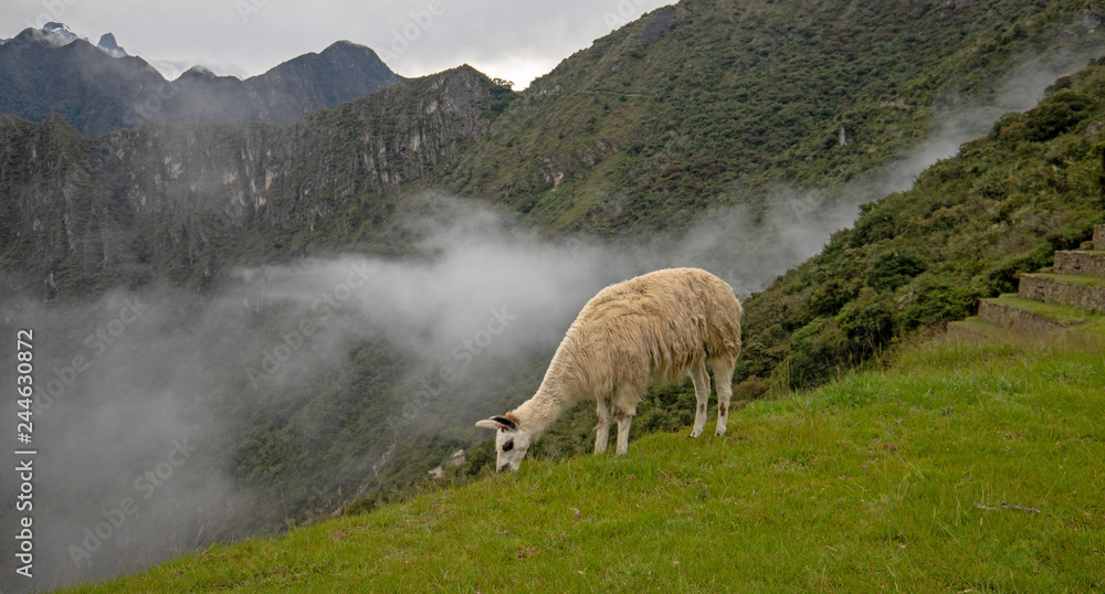 Fototapeta premium Llama grazing at Machu Picchu in Peru South America