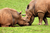 White Rhinos at watering hole