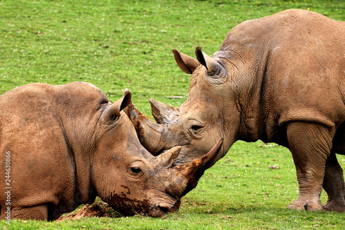 White Rhinos at watering hole