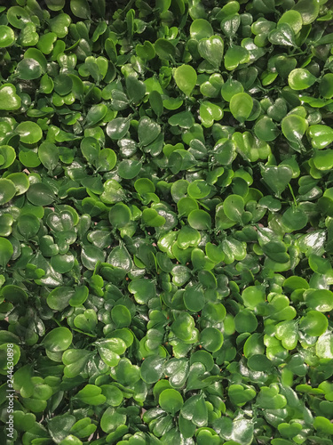 background of artificial clover plant green leaves © QuickStartProjects