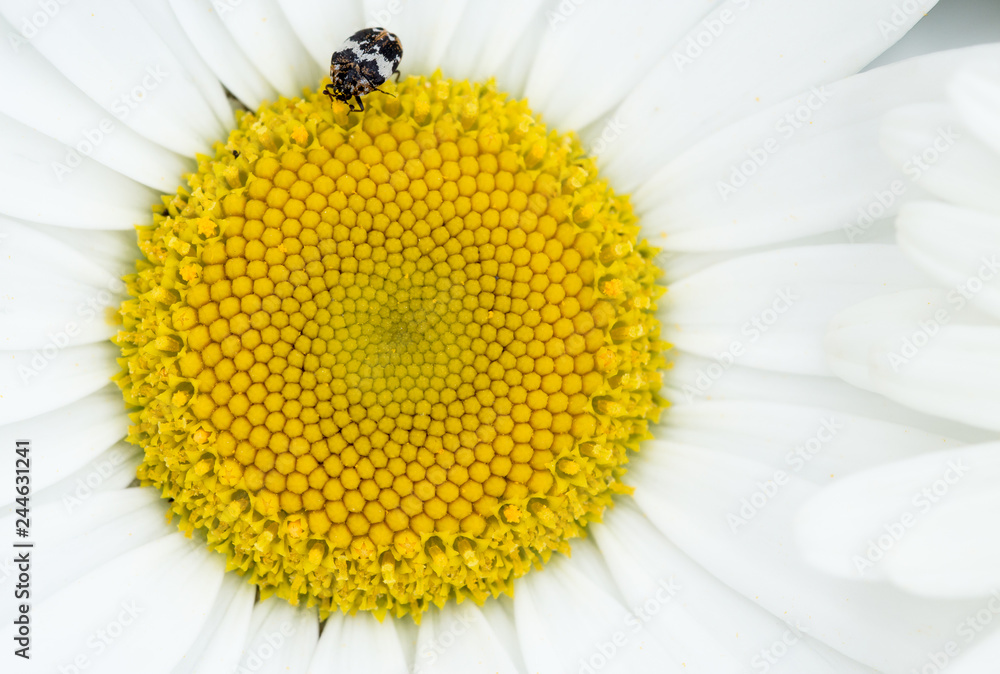 Obraz premium Beetle on daisy flower 