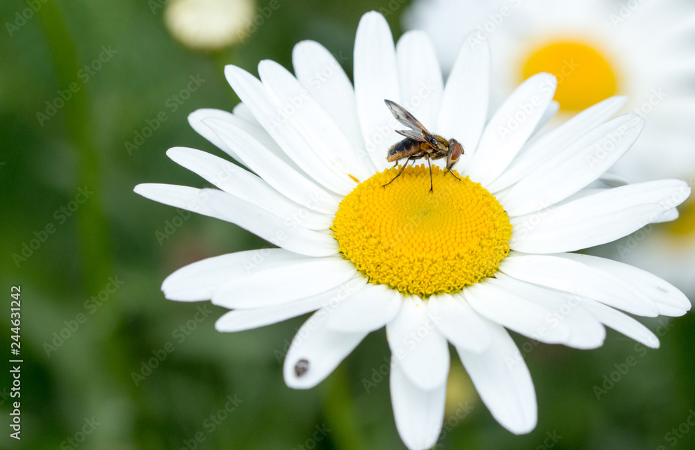 Obraz premium Fly on daisy flower