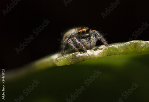 Carrhotus xanthogramma female jumping spider photo