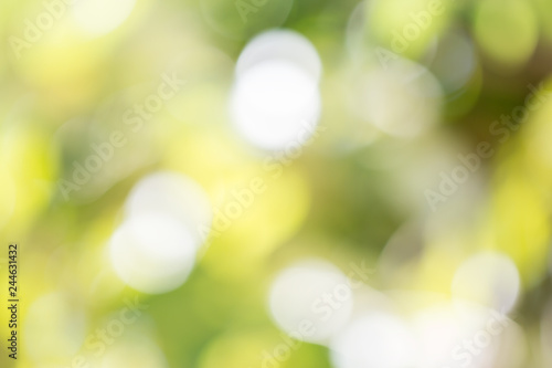 Nature blur green bokeh of sun light flare for copyspace background, Blurred fresh foliage bright summer or spring sunlight texture for text advertising.