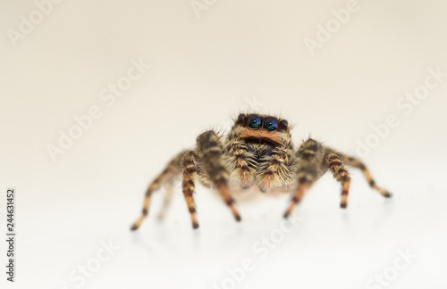 Jumping spider marpissa muscosa female