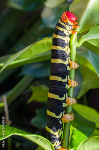 caterpillar © oggy