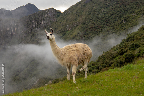 Llama in the mist and fog at Machu Picchu in Peru South America © htrnr