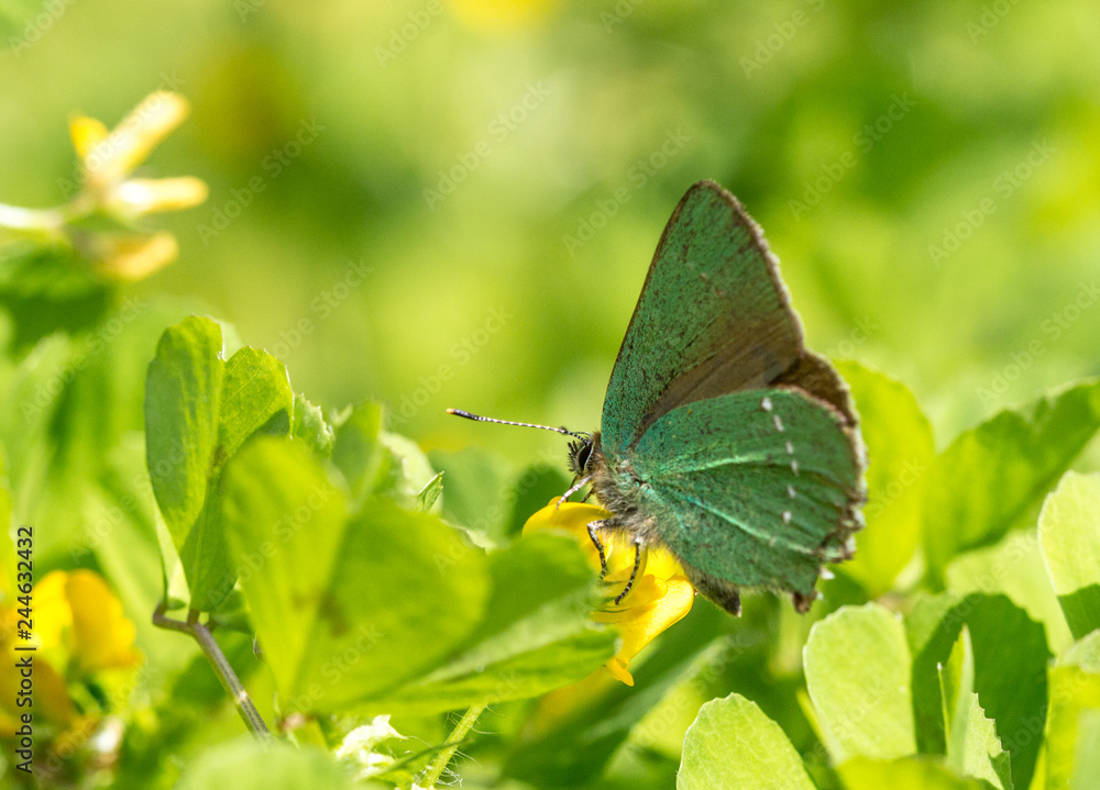 Obraz premium Green butterfly 